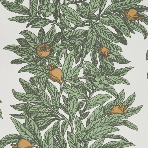 Medlar 
